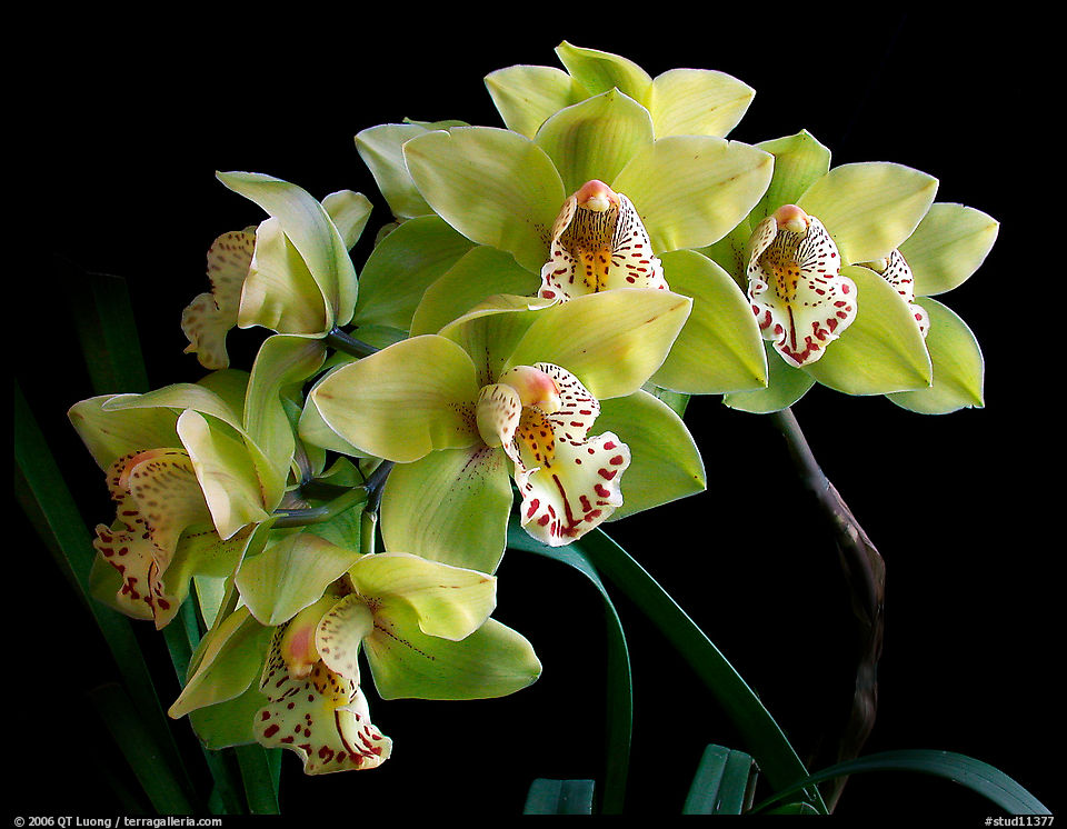 Cymbidium hybrid '10'. A hybrid orchid