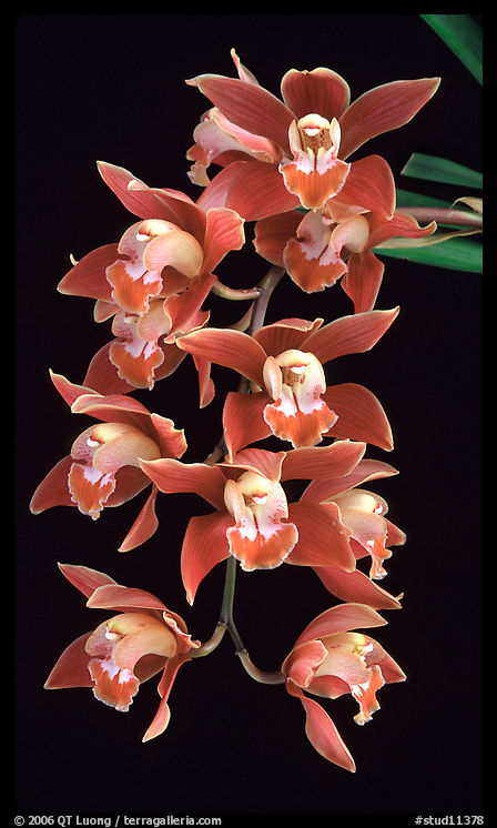 Cymbidium hybrid '12'. A hybrid orchid