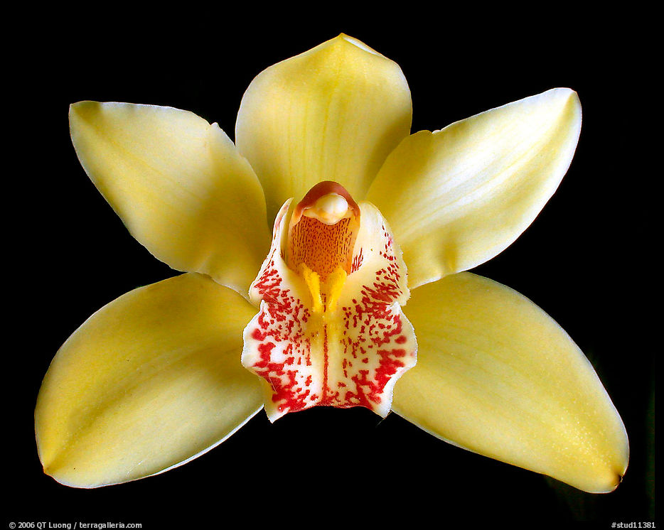 Cymbidium hybrid '4'. A hybrid orchid