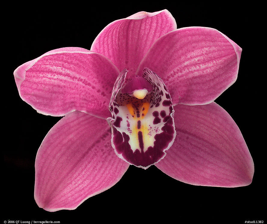 Cymbidium hybrid '5'. A hybrid orchid