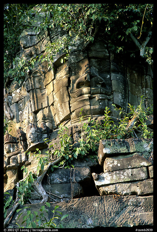 Stone face invaded by vegetation, Angkor Thom complex. Angkor, Cambodia