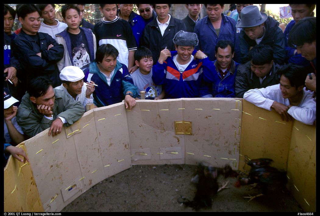 Villagers attend a rooster fight. Luang Prabang, Laos
