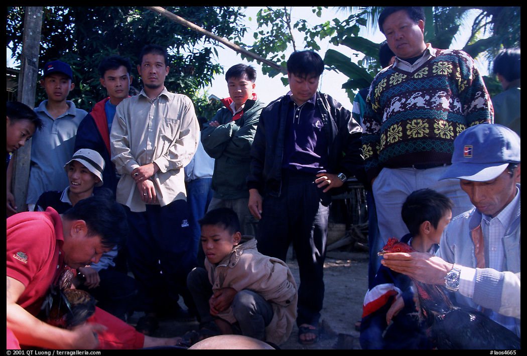 Coaches take care of wounded roosters after fighting. Luang Prabang, Laos