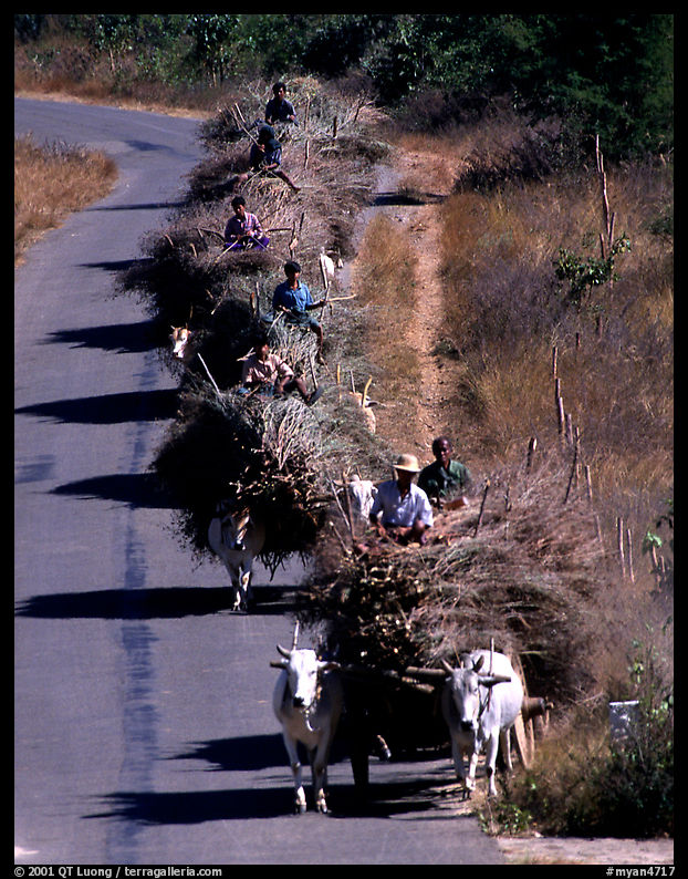 Cow wagons. Mount Popa, Myanmar