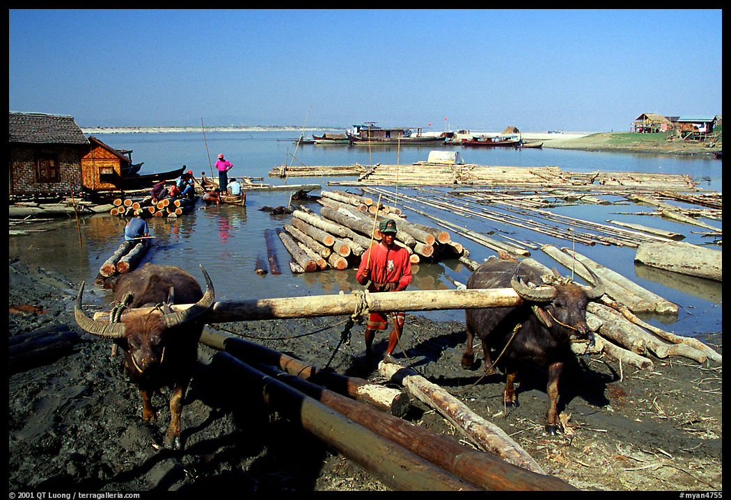 Water buffalo hauling trunks on the Ayeyarwadi river. Mandalay, Myanmar