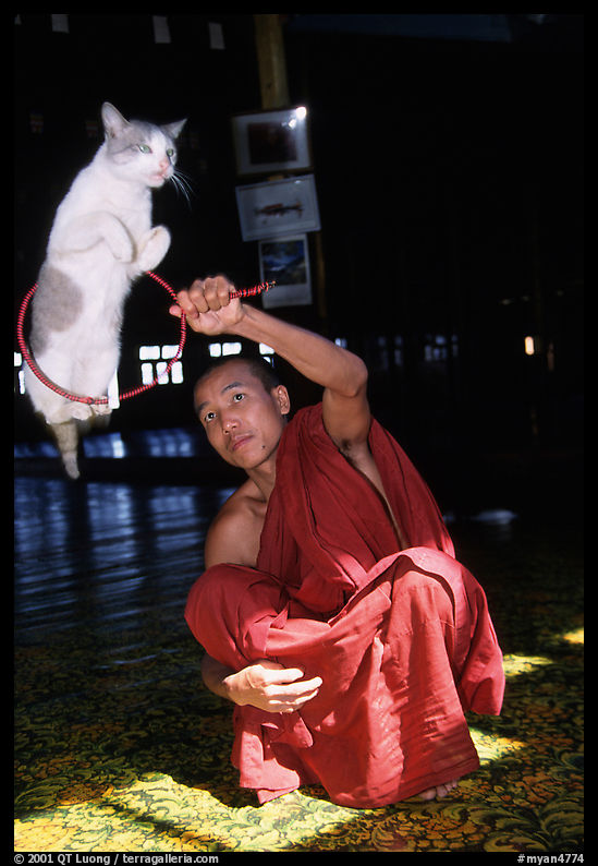 Jumping cat and monk. Inle Lake, Myanmar