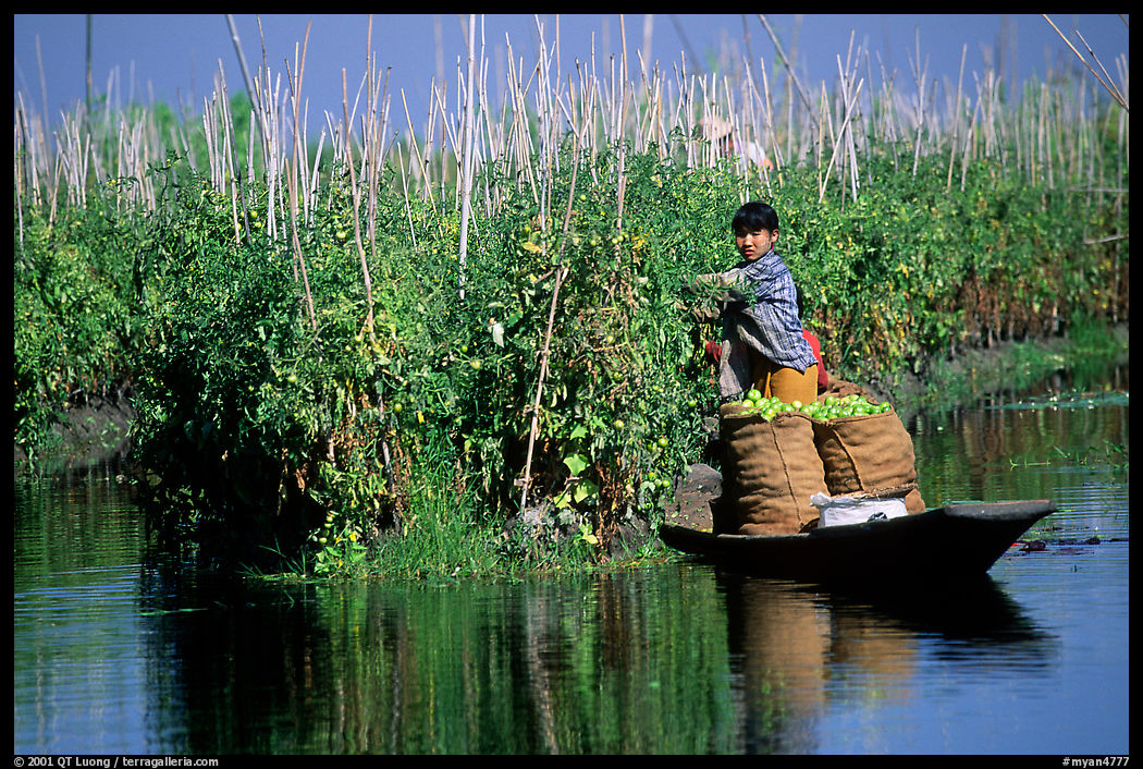 Harvesting apples on the floating gardens. Inle Lake, Myanmar
