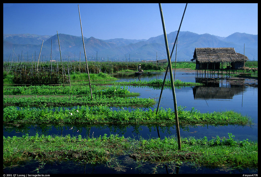 Floating gardens. Inle Lake, Myanmar