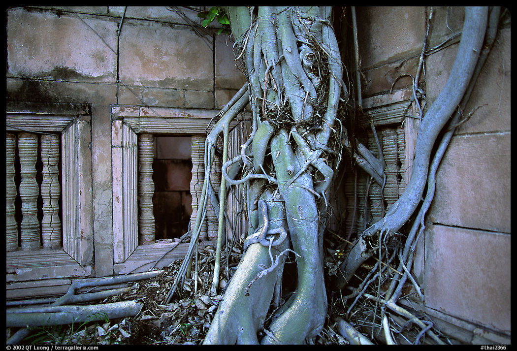 Vegetation invades khmer-style temple. Muang Boran, Thailand