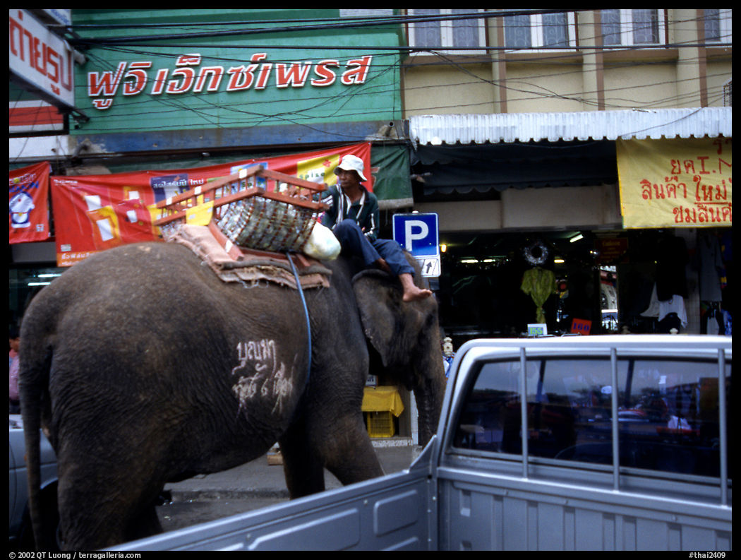 Parking one's elephant. Lopburi, Thailand