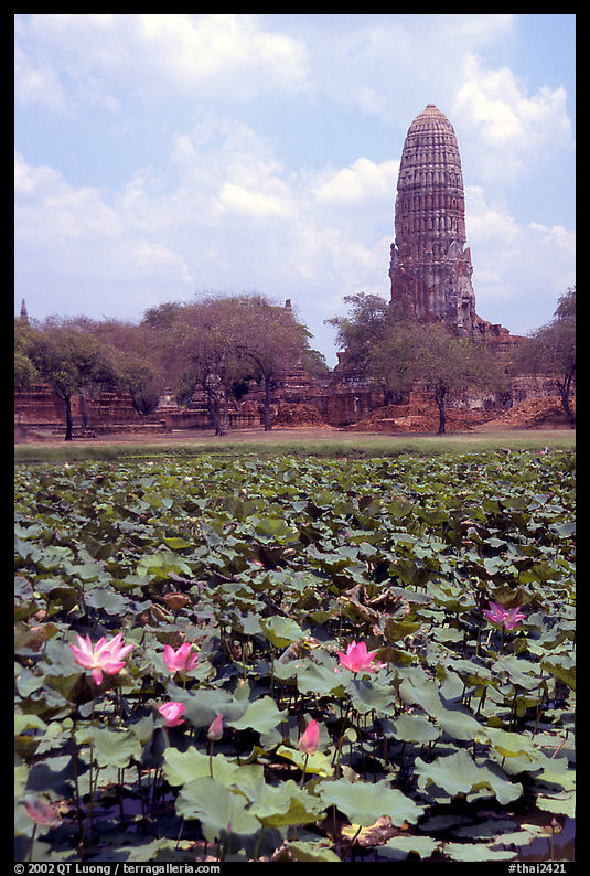 Lotus pond and  corn-shaped chedi. Ayuthaya, Thailand