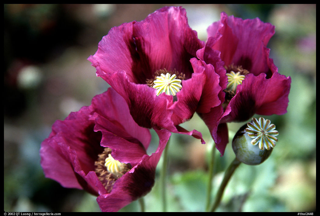Pavot flower. Chiang Rai, Thailand