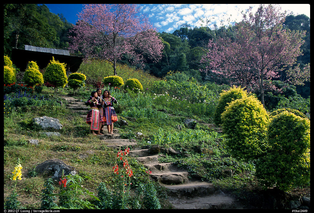 Children in traditinal hmong dress in flower garden. Chiang Mai area, Thailand