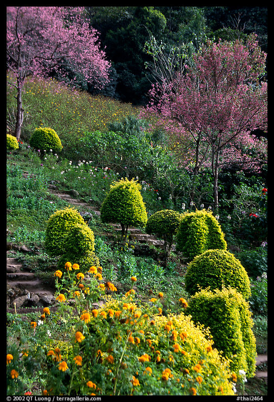 Flower garden in Hmong village. Chiang Mai area, Thailand