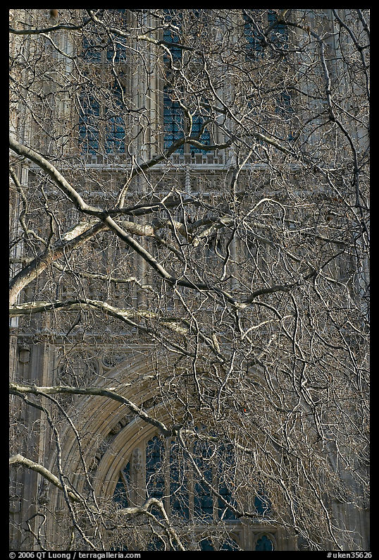 Bare branches and palace of Westminster facade. London, England, United Kingdom