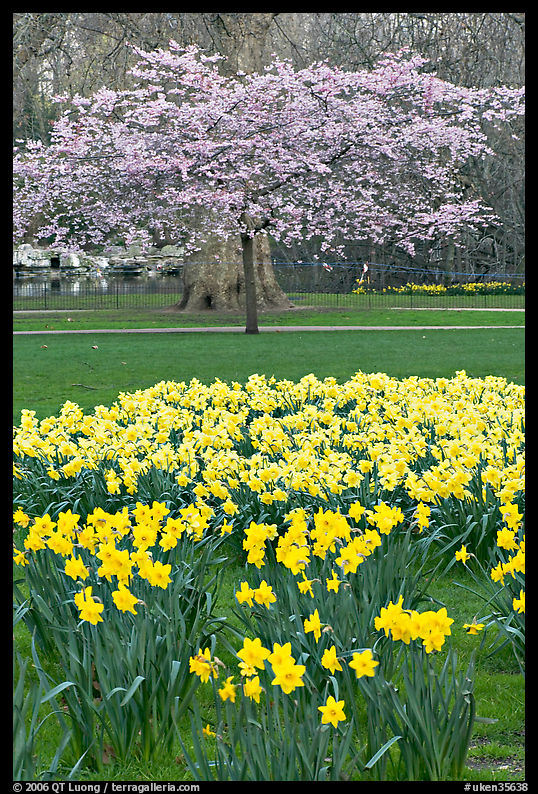 Daffodils and tree in bloom, Saint James Park. London, England, United Kingdom