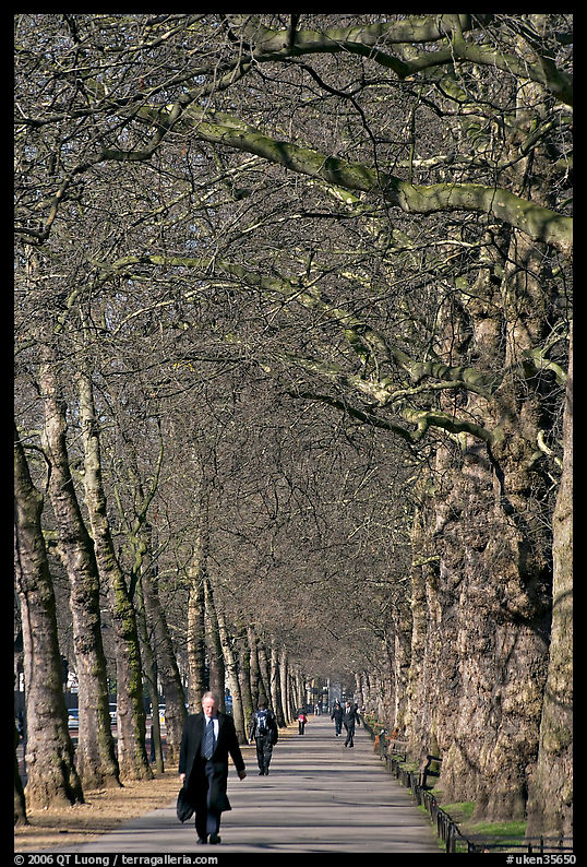 Businessman walking in an alley of James Park with bare trees. London, England, United Kingdom