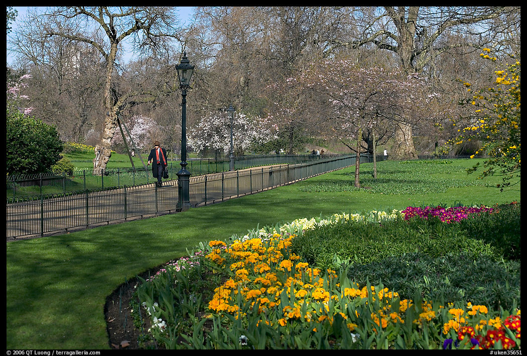 Businessman walking in  Saint James Park amongst flowers. London, England, United Kingdom