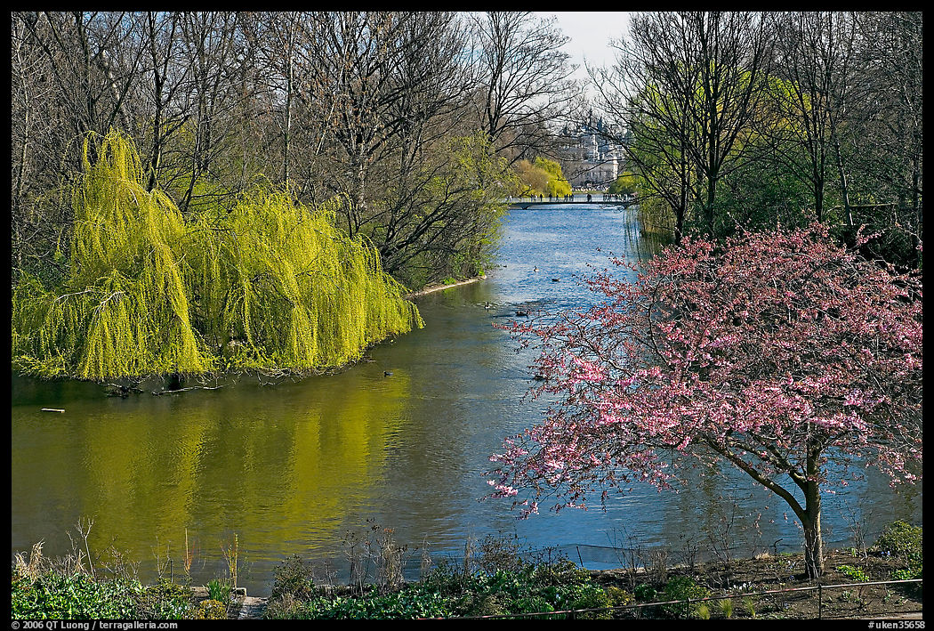 Tree in bloom and lake in Saint James Park. London, England, United Kingdom
