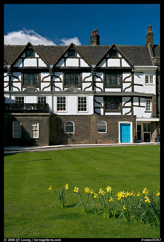 Daffodils on Tower Green, Tower of London. London, England, United Kingdom