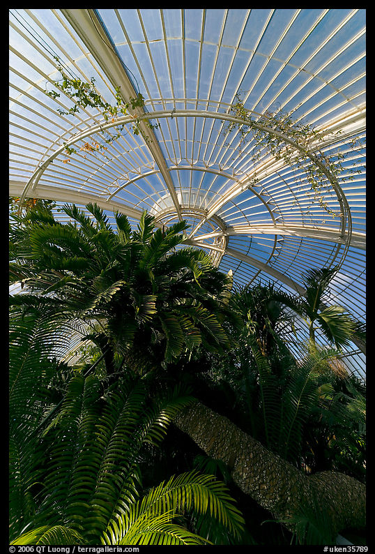 Palm trees and roof in the Palm House. Kew Royal Botanical Gardens,  London, England, United Kingdom