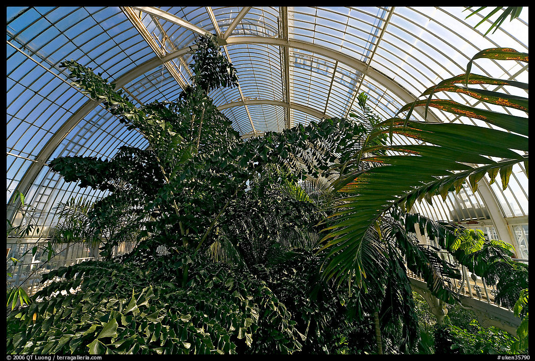 Tree canopy in the Palm House. Kew Royal Botanical Gardens,  London, England, United Kingdom