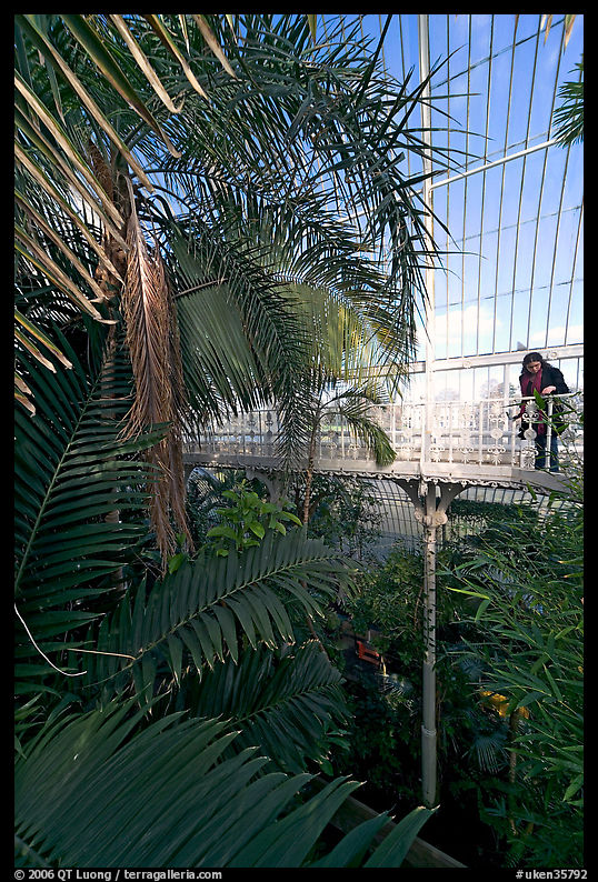 Visitor looking down from the balcony walkway of the Palm House. Kew Royal Botanical Gardens,  London, England, United Kingdom