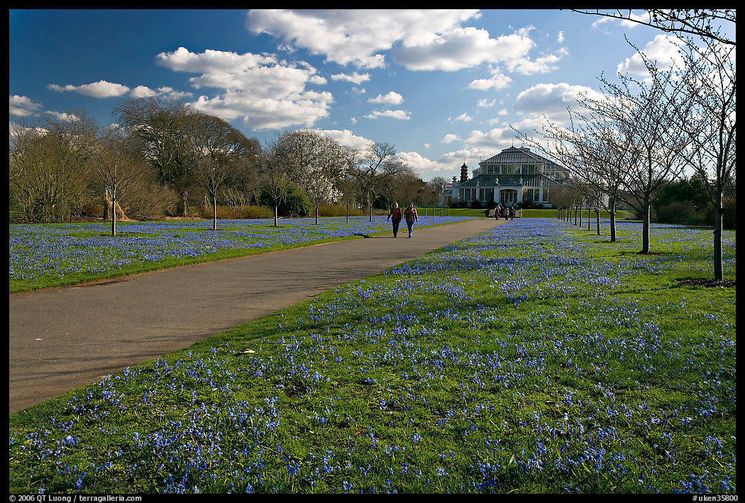 Bluebells on the path leading to the Temperate House. Kew Royal Botanical Gardens,  London, England, United Kingdom