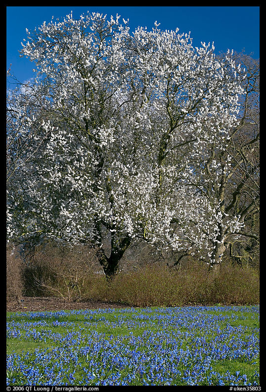 Tree in bloom and carpet of bluebells. Kew Royal Botanical Gardens,  London, England, United Kingdom