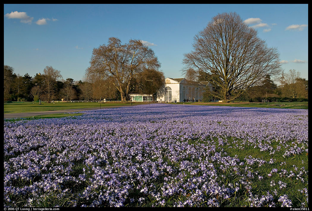 Glories of the Snow (Chionodoxa) and Orangerie. Kew Royal Botanical Gardens,  London, England, United Kingdom