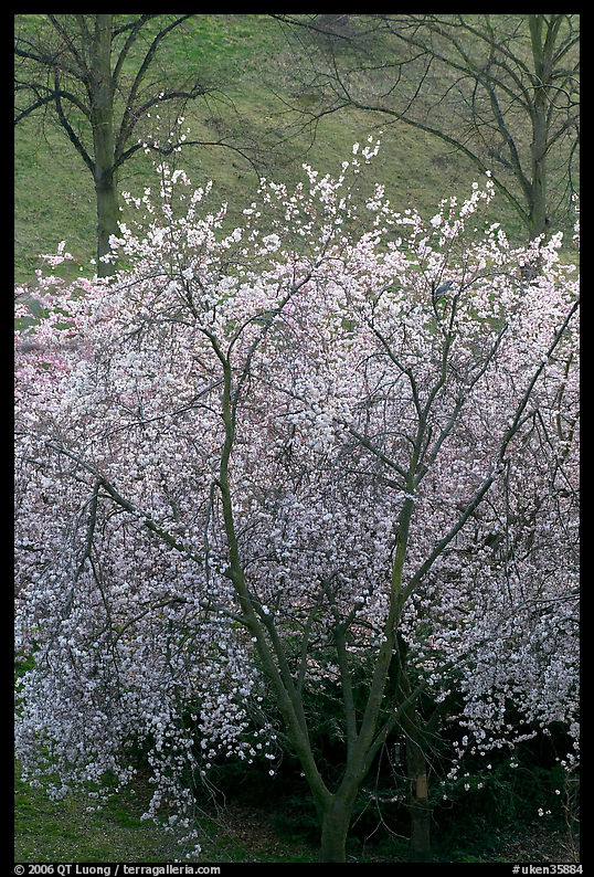 Trees in bloom, Greenwich Park. Greenwich, London, England, United Kingdom