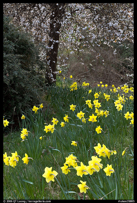 Daffodills and tree in bloom, Greenwich Park. Greenwich, London, England, United Kingdom