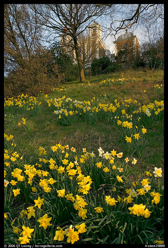 Daffodils on hillside,  Royal Observatory. Greenwich, London, England, United Kingdom