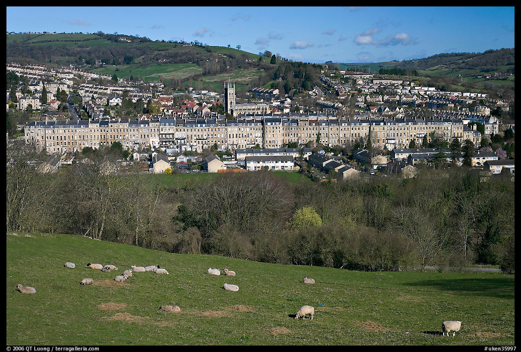 Sheep on hill, with town below. Bath, Somerset, England, United Kingdom