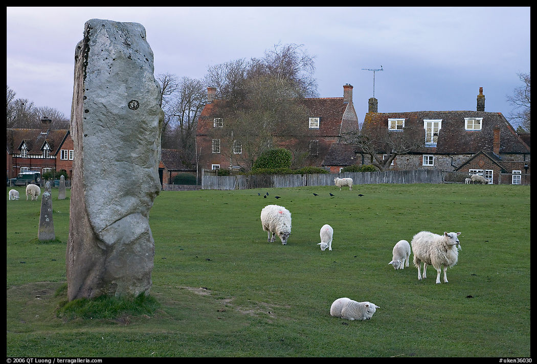 Standing stone, sheep, and village, Avebury, Wiltshire. England, United Kingdom