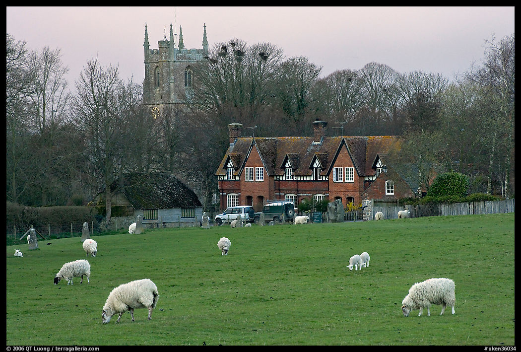 Sheep in pasture, village houses and church, Avebury, Wiltshire. Wiltshire, England, United Kingdom