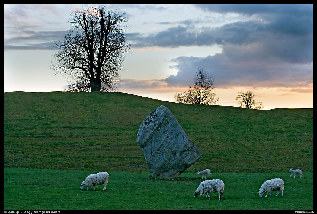 Sheep, standing stone, and hill at sunset, Avebury, Wiltshire. England, United Kingdom