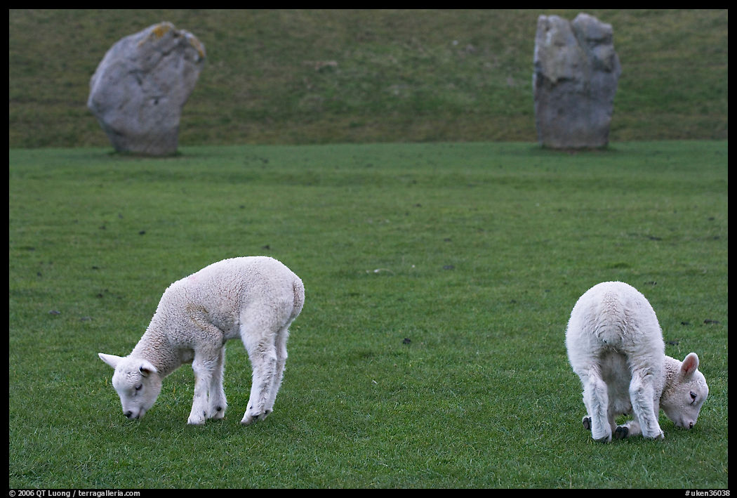 Two lambs and two standing stones, Avebury, Wiltshire. England, United Kingdom