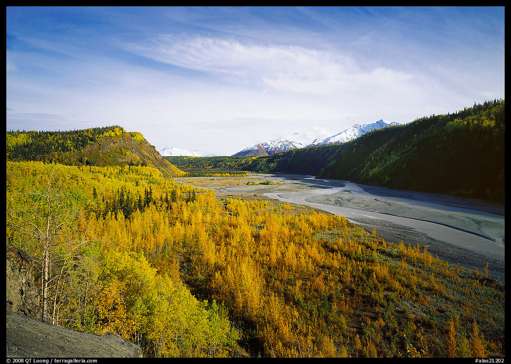 Matanuska River valley and aspens in fall color. Glenn Highway, Central Alaska, USA