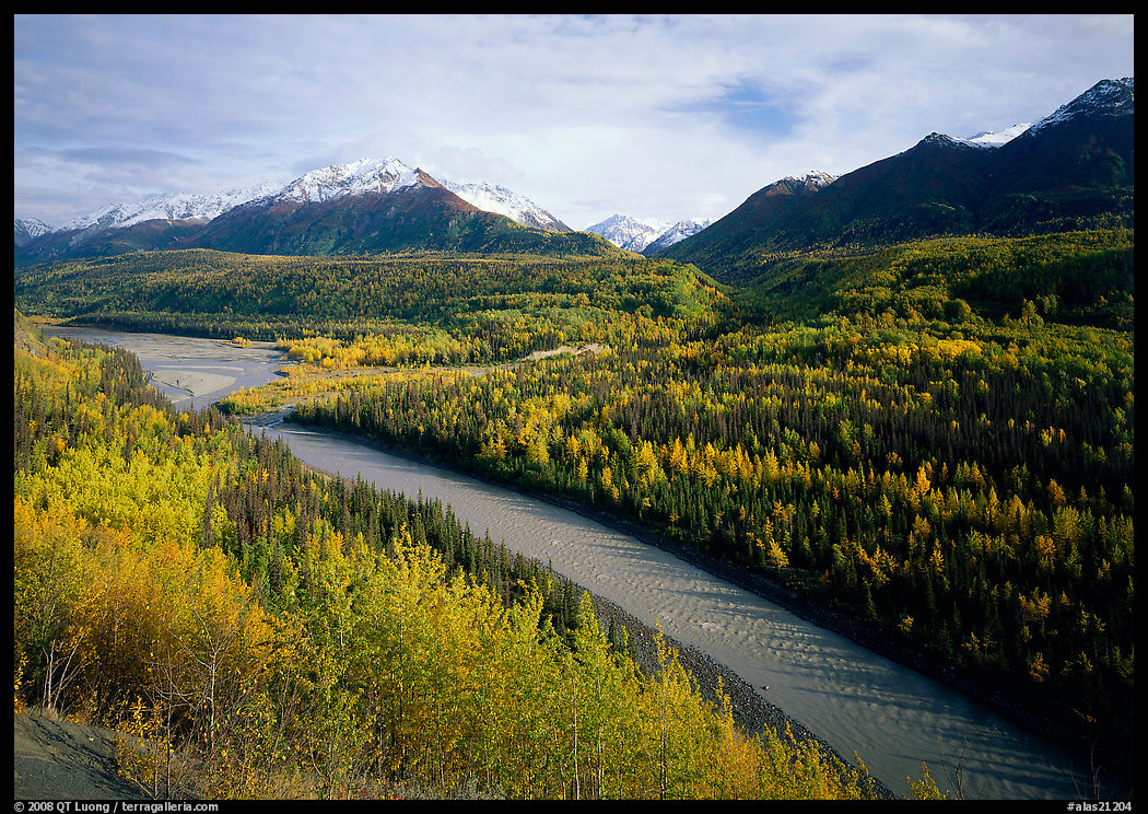 Autumn Aspens, Matanuska River, and Chugach mountains. Glenn Highway, Central Alaska, USA