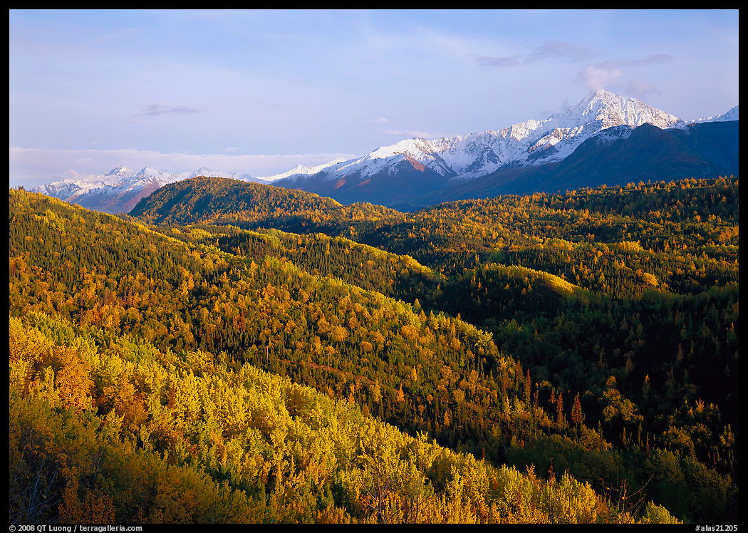 Aspens in fall colors and Chugach mountain, late afternoons. Glenn Highway, Central Alaska, USA