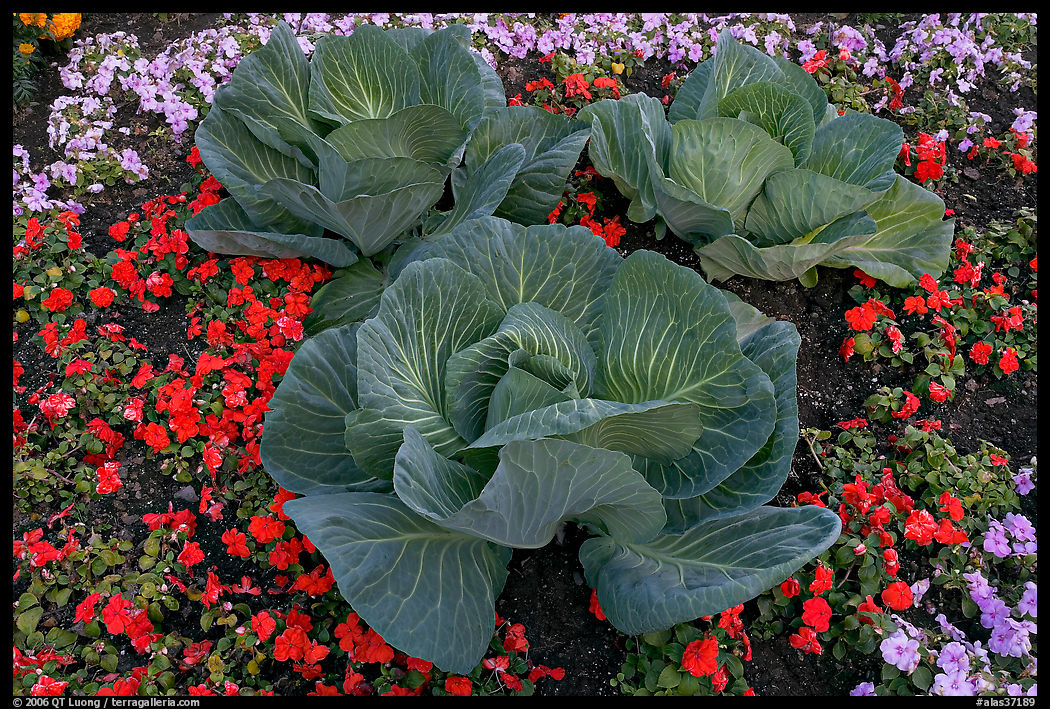 Giant cabbages on floral display. Anchorage, Alaska, USA