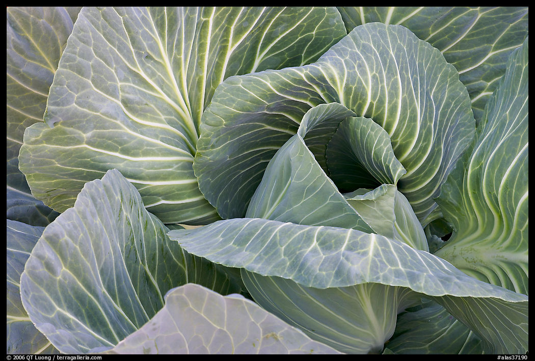 Close up of giant cabbage. Anchorage, Alaska, USA