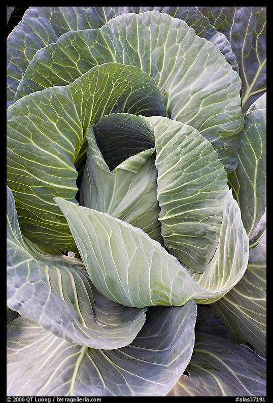Giant cabbage detail. Anchorage, Alaska, USA