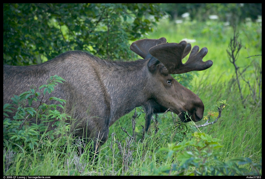Bull moose, Earthquake Park. Anchorage, Alaska, USA