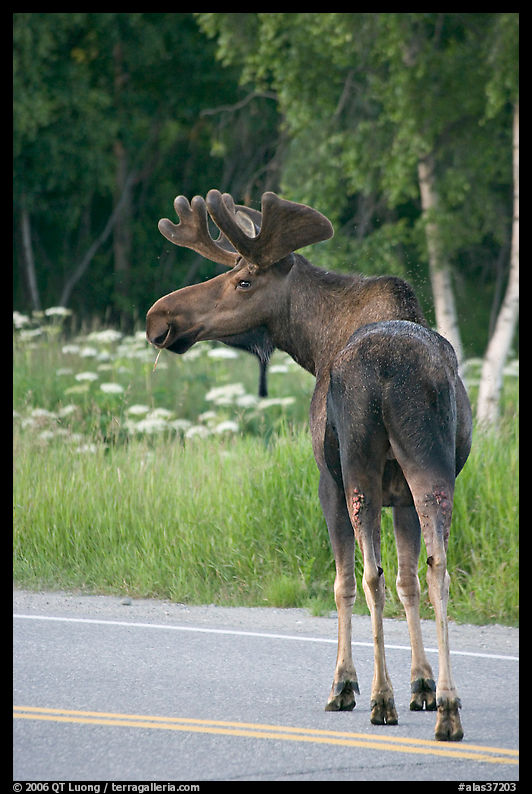 Bull moose on roadway, Earthquake Park. Anchorage, Alaska, USA