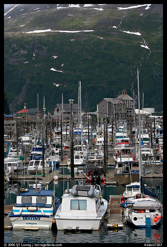Yachts anchored in small boat harbor. Whittier, Alaska, USA