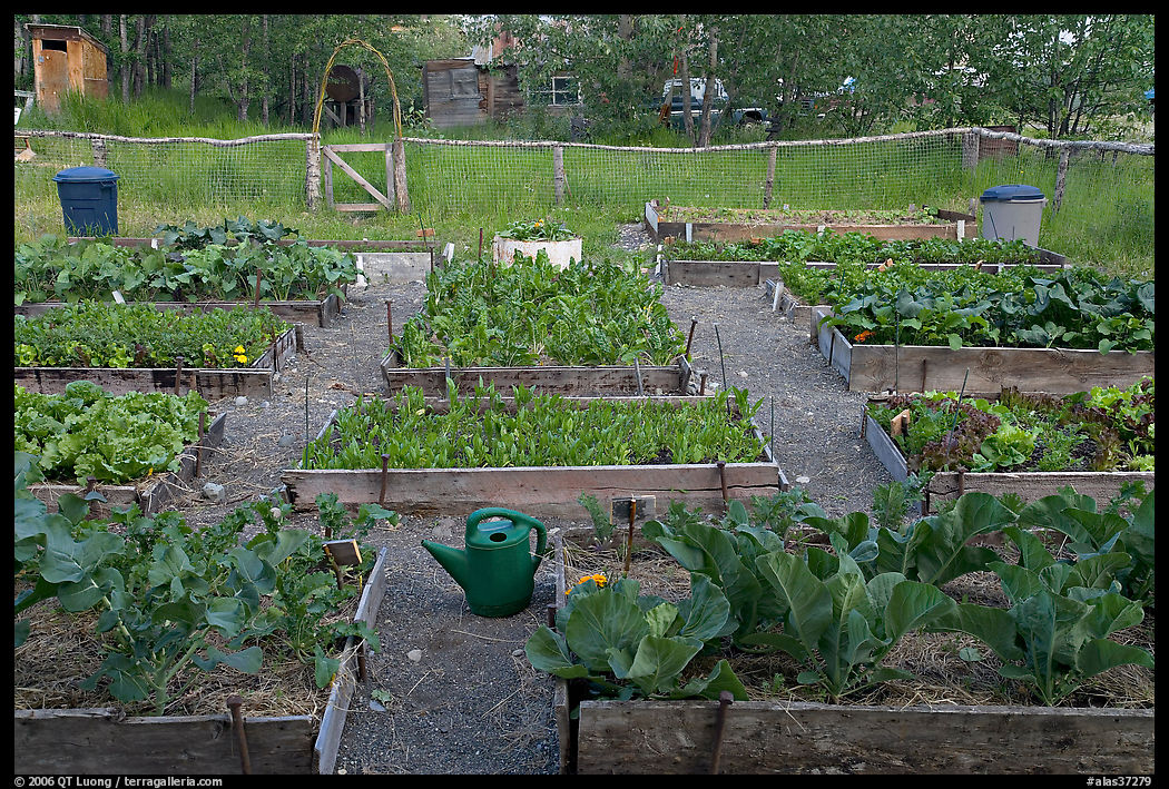 Vegetable garden. McCarthy, USA