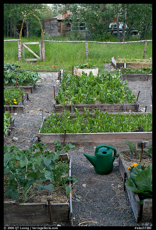 Community vegetable garden. McCarthy, USA
