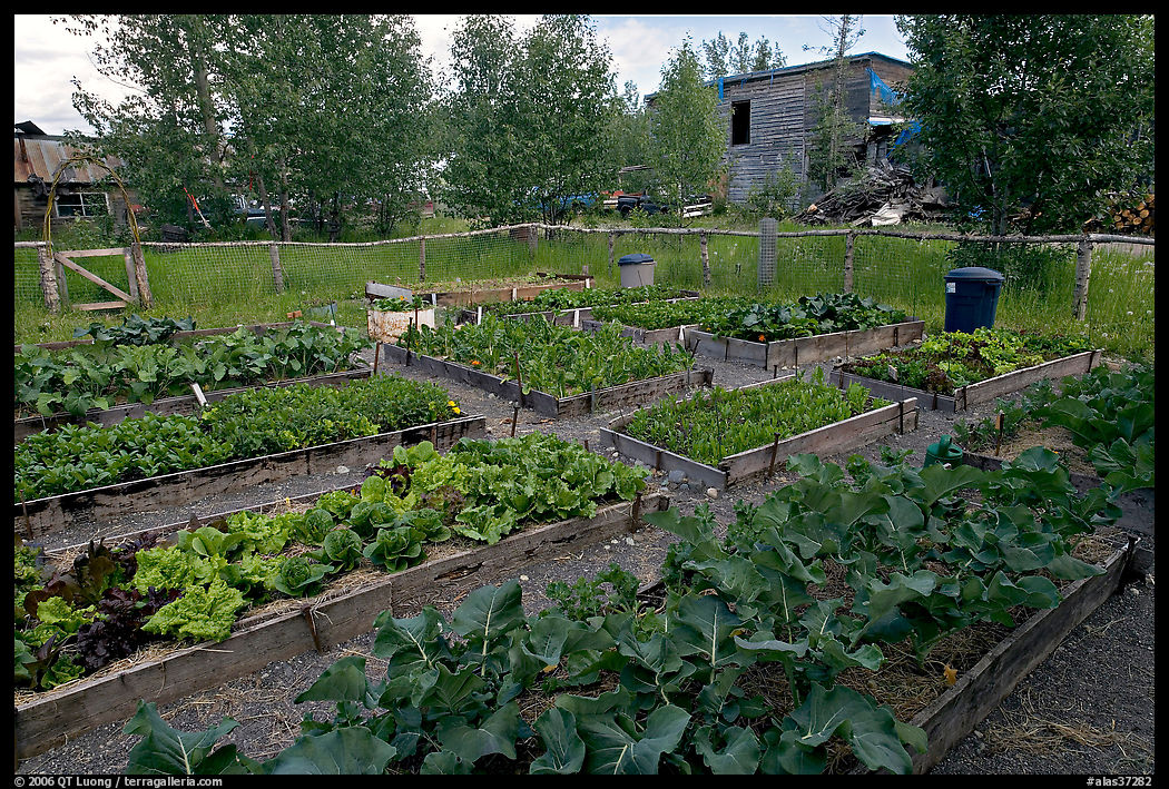 Vegetables grown in small enclosed garden. McCarthy, USA